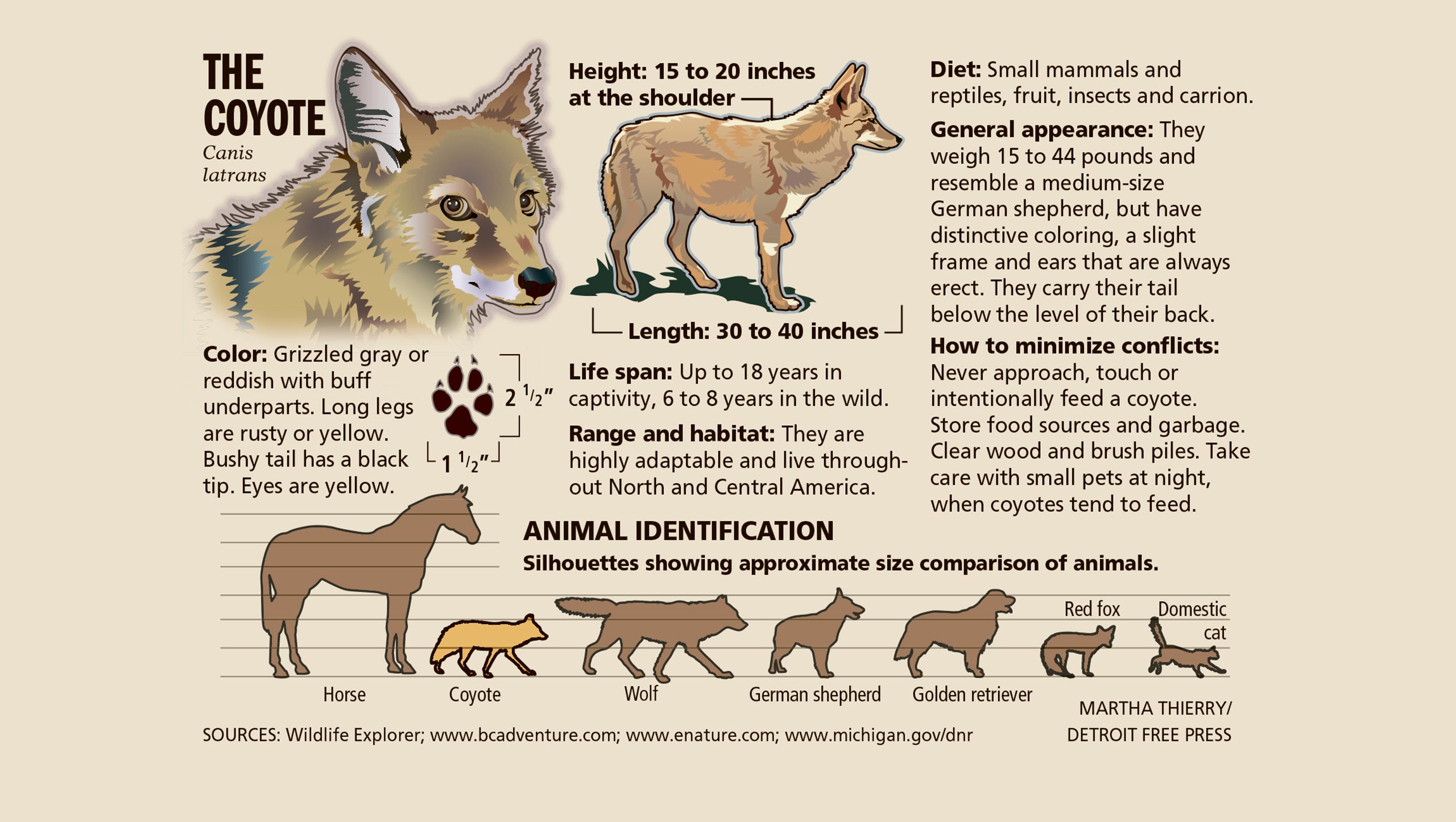 State Approves Year Round Coyote Hunt In Michigan