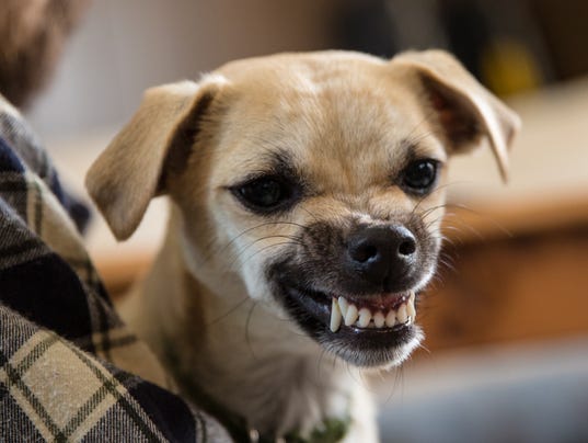 bad dogs my family history of dogs and bad dogs bad dogs my family history of dogs and bad dogs