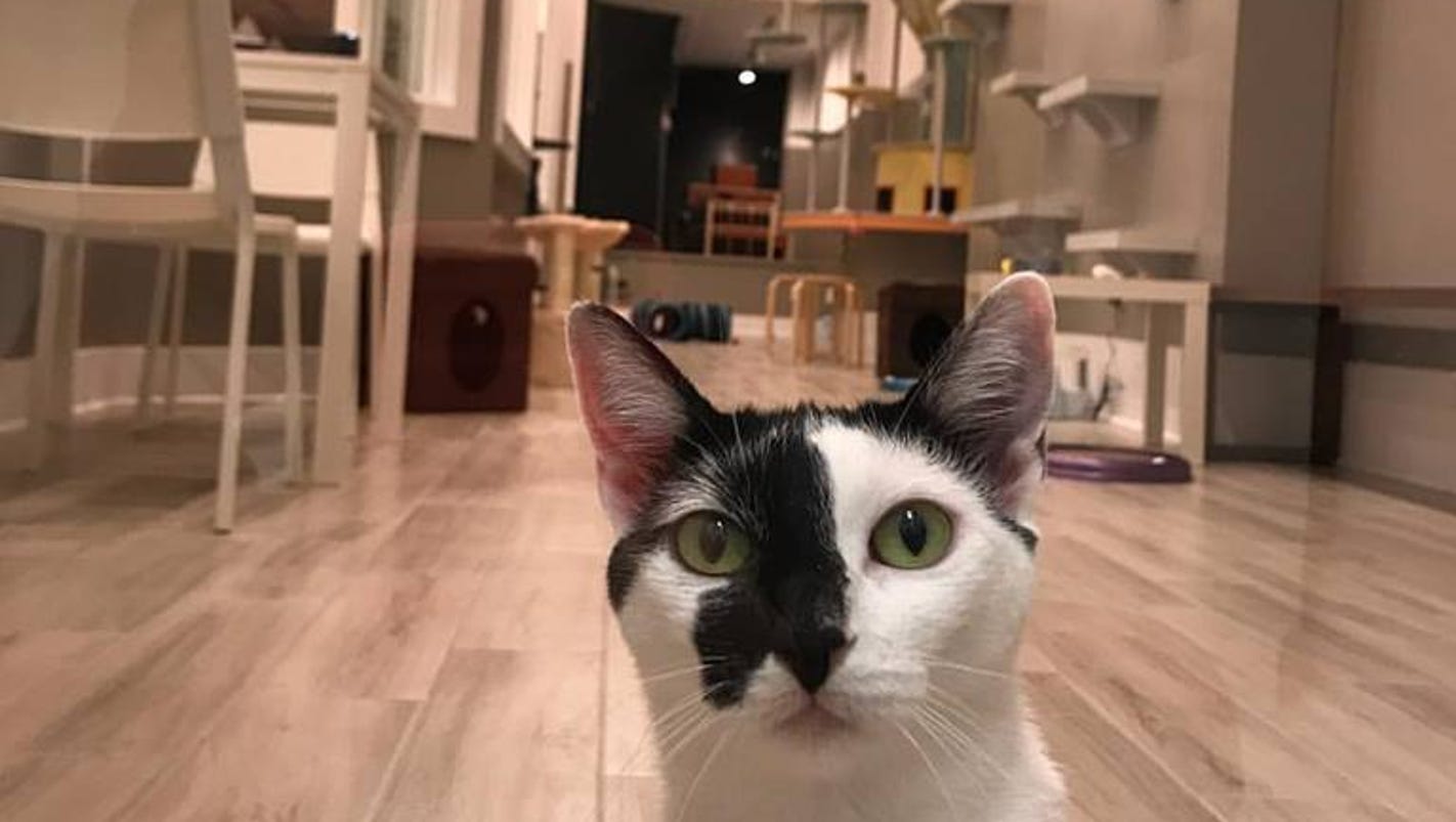 Catsbury Park Cat Cafe Catsbury Park Cat Cafe
