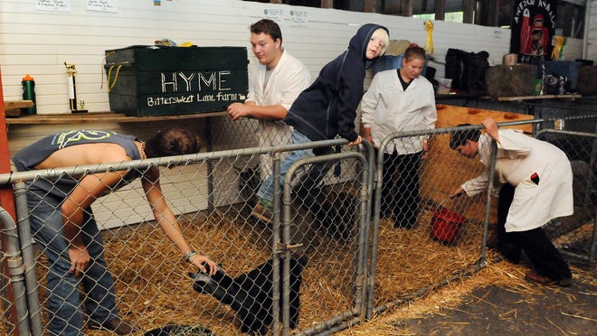 
From left, Jacob Hyme, 16, Joshua Hyme, 17, Lillian Hyme, 12, and Levi Hyme, 14, show a total of 44 animals during fair week at the Fairfield County Fair. Little brother Benjamin Hyme, 7, center, also spends the week at the fair with the family. 
