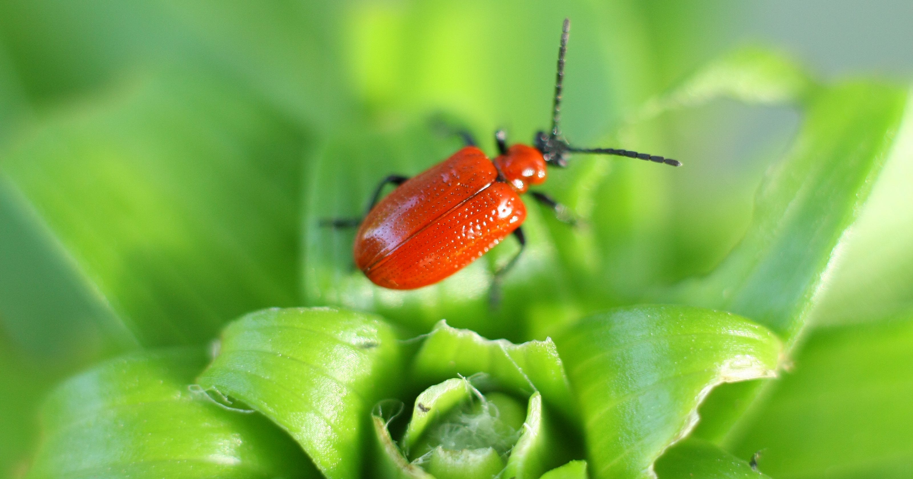 Lily leaf beetle bugs Wausau gardens