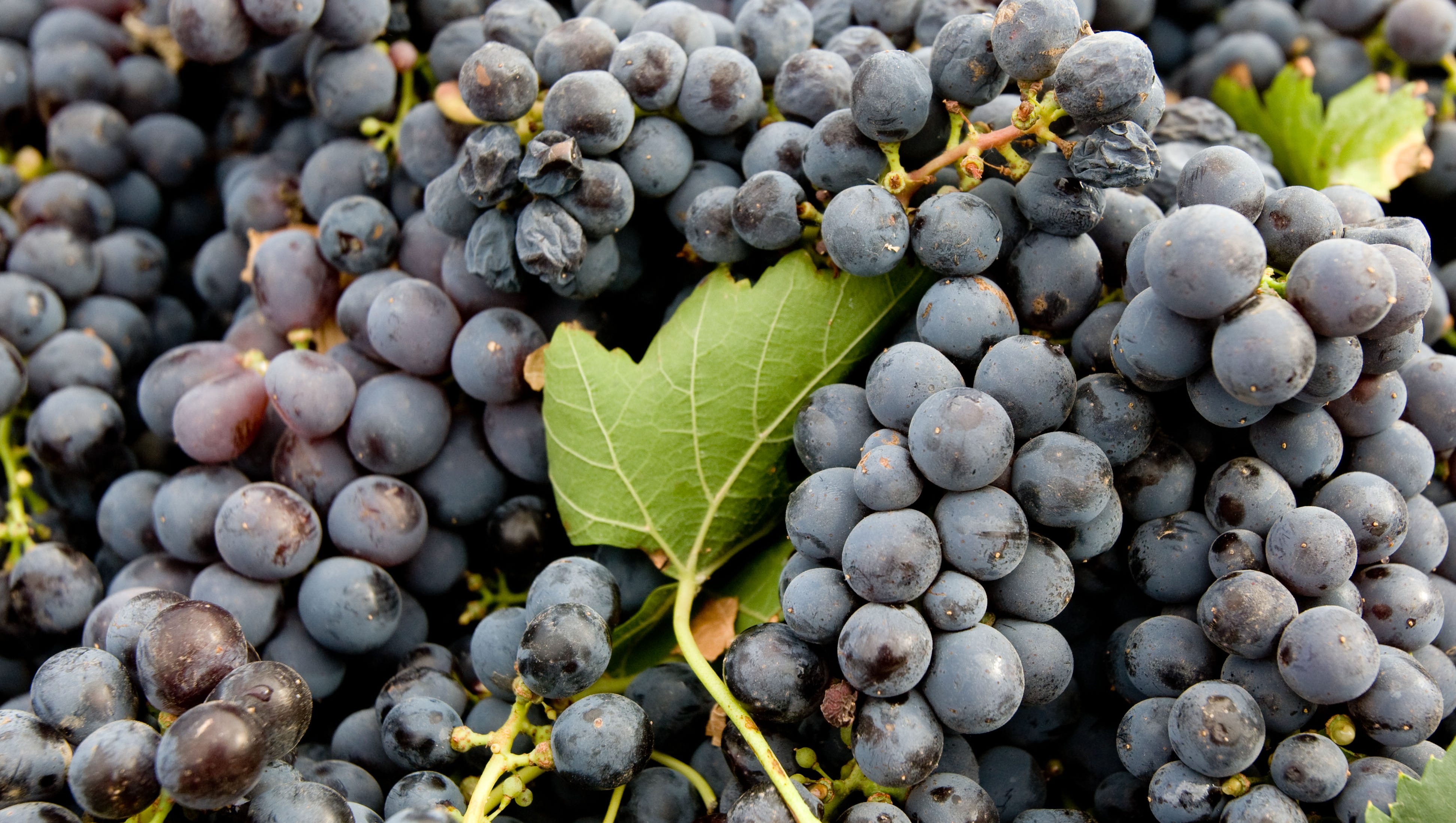 Willcox wins federal designation as a unique Arizona wine region