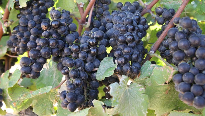Ripening Pinot Noir grapes outside of Greenfield, California