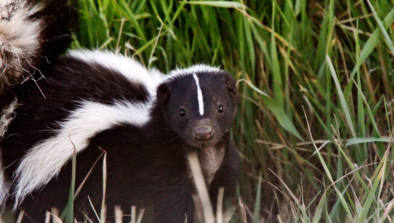 Love in the air. Skunks more active during spring mating season.