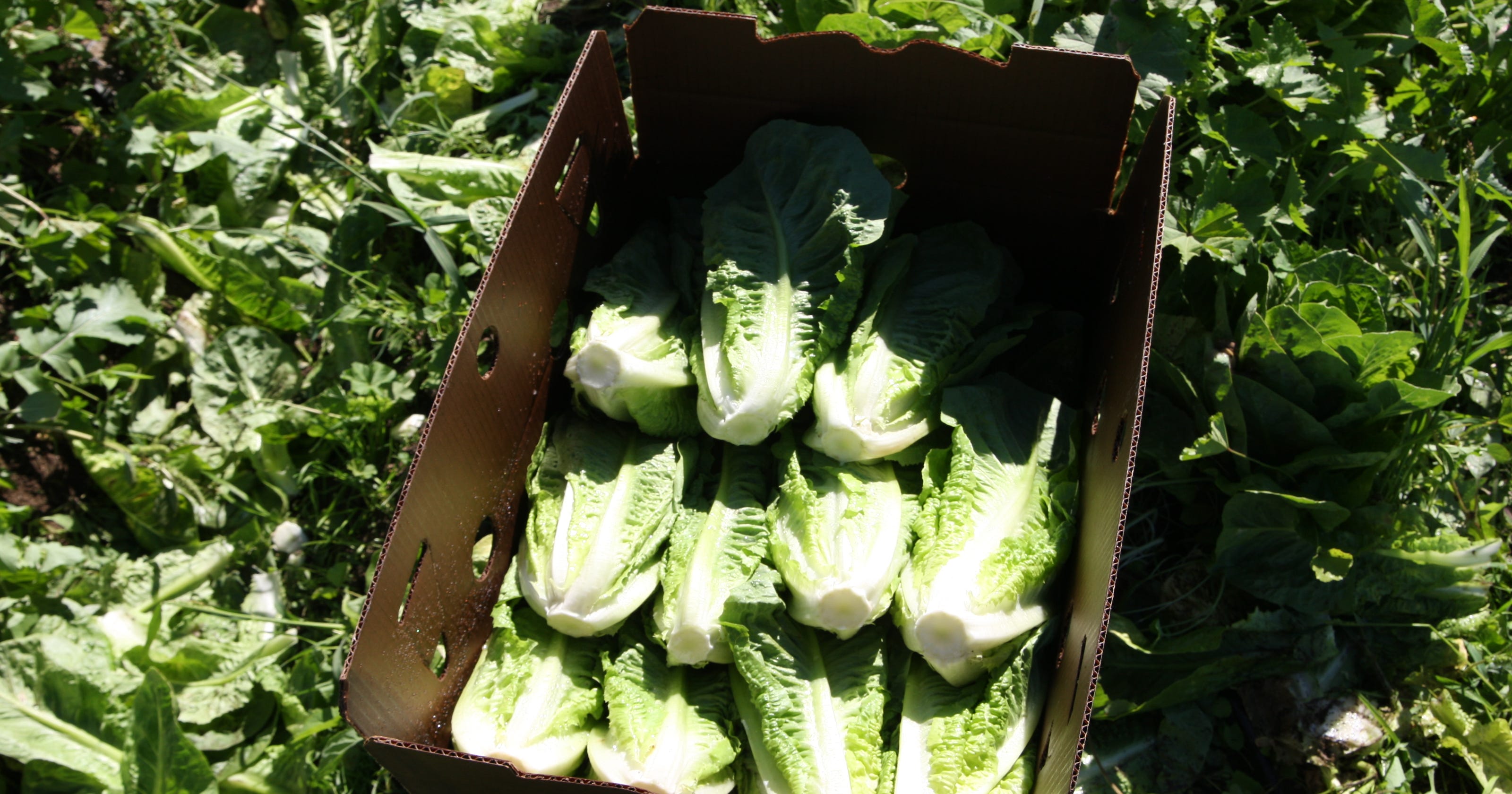 California E. coli outbreak takes toll on Monterey County growers