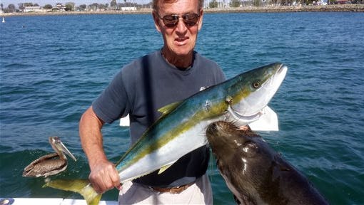 This Sunday, April 5, 2015 photo by Trish Carlin shows Dan Carlin holding a recently-caught yellowtail at the moment a sea lion leaped up to grab the fish - and him - at Mission Bay in San Diego. Carlin, of San Diego, is still recovering more than three weeks after a sea lion leaped 7 feet from the water, locked onto his hand holding the fish and then yanked him overboard. Carlin told The Associated Press on Wednesday, April 29, 2015 that his wife, Trish, had just told him to smile for the photo on their 29-foot boat when he was pulled overboard, smashed into the boat’s side and then dragged some 20 feet underwater before being released more than 15 seconds later.