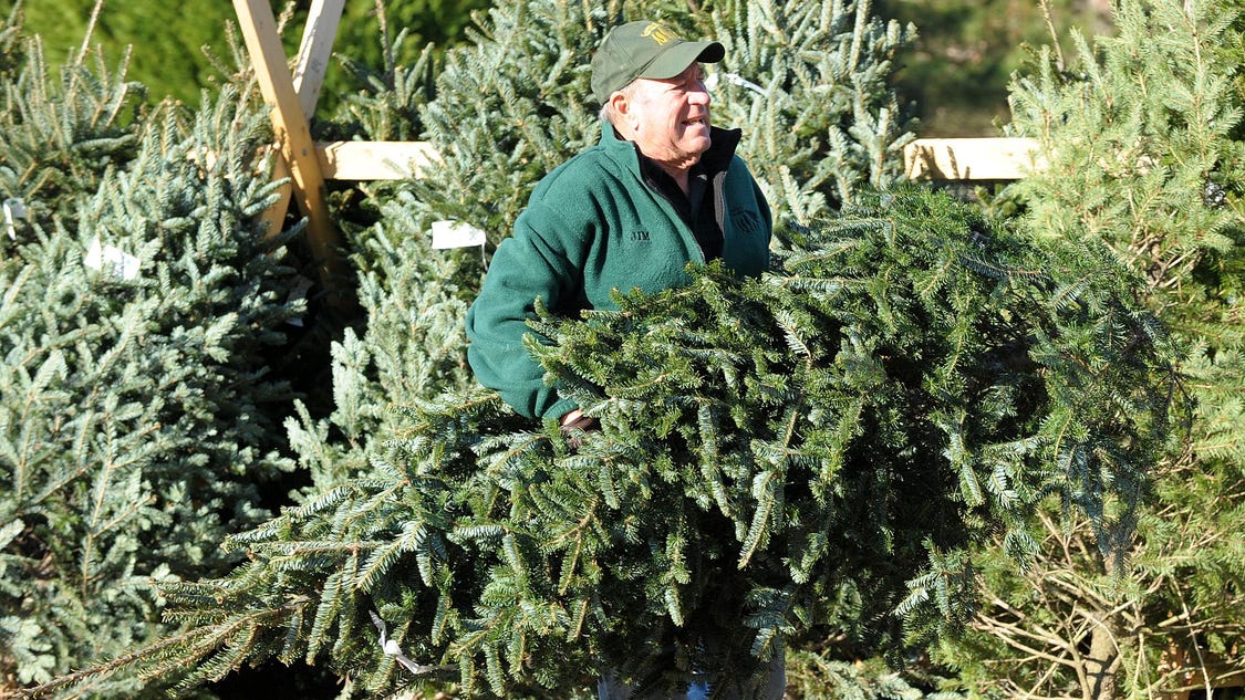 oh christmas tree pick your own in sussex oh christmas tree pick your own in sussex