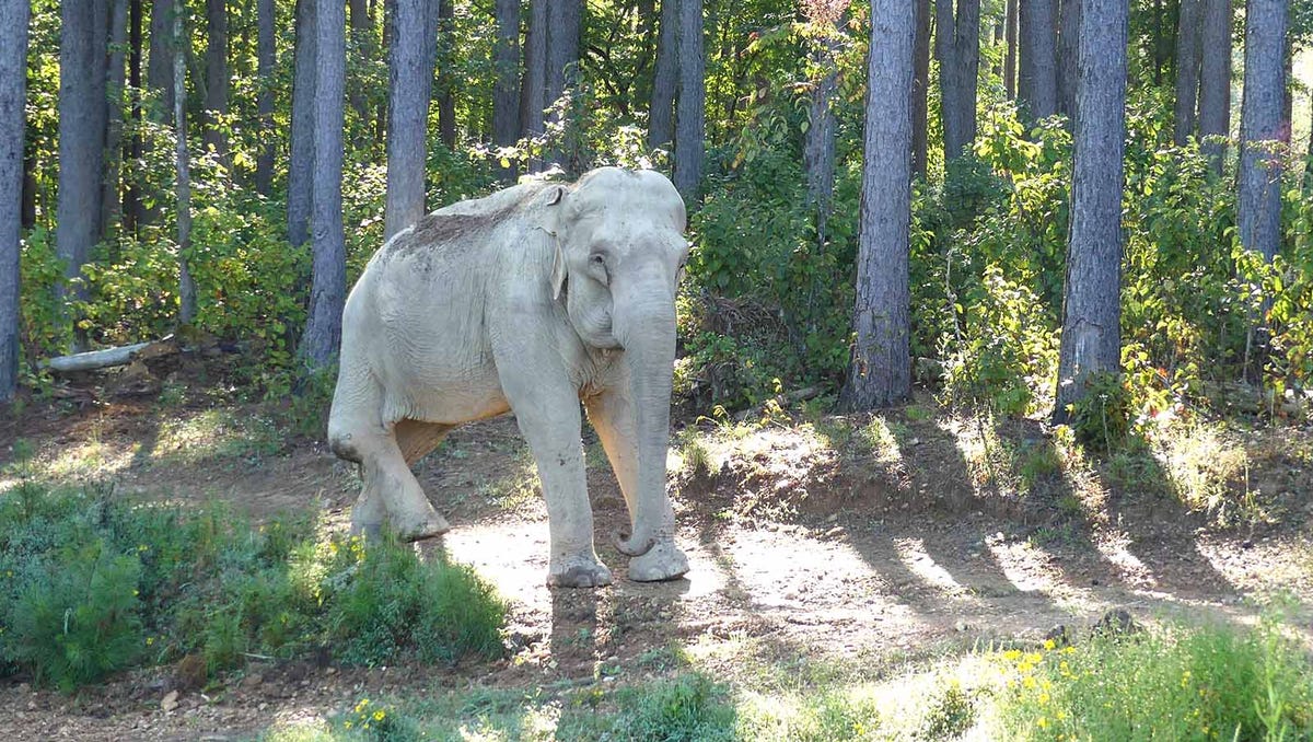 Tennessee Elephant Sanctuary celebrates 30 years of wild retirement for animals in its care