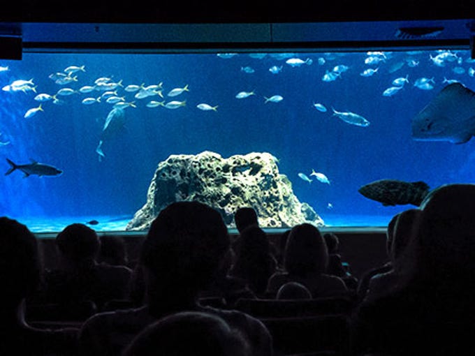OdySea Aquarium opens 'submarine' attraction OdySea Voyager - 636532864180792000 OV OpenOcean 600x338 OdySea Aquarium opens 'submarine' attraction OdySea Voyager - 636532864180792000 OV OpenOcean 600x338