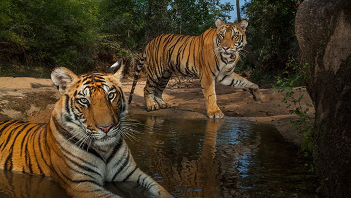 National Geographic Live Will Be At The Tarrytown Music Hall