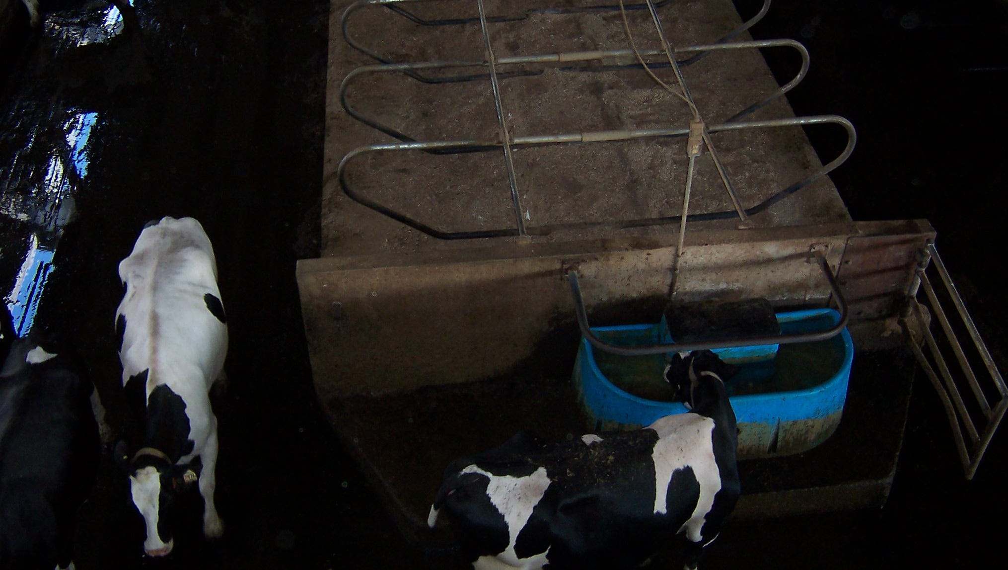 Providing highquality drinking water for dairy cows