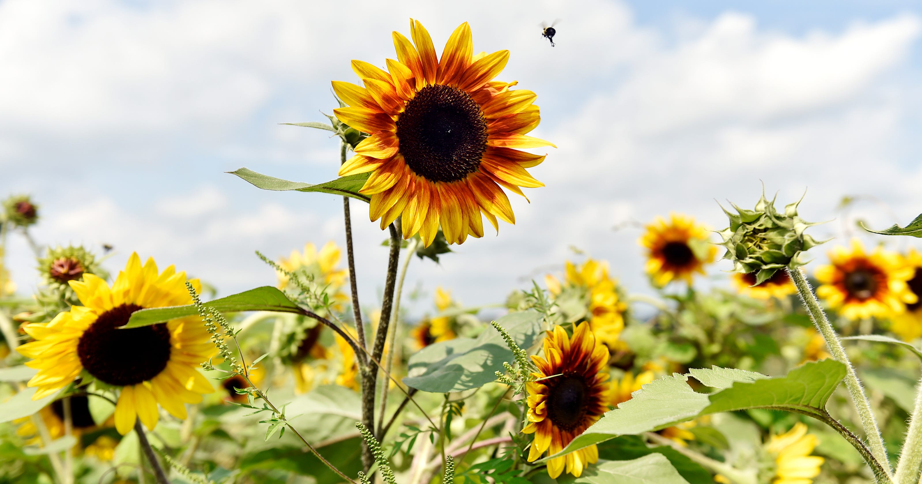 Sunflower festival brings crowds to southern York County