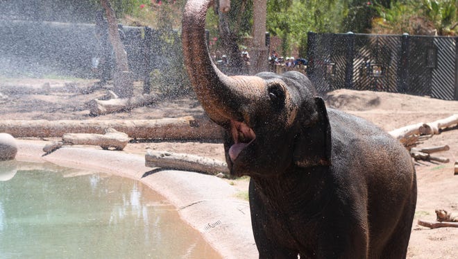 July 20, 2013 - Reba, the zoo's Asian elephant, enjoys a shower thanks to the Phoenix Fire Department at the Winter in July event at the Phoenix Zoo. Photo by Evie Carpenter/The Arizona Republic