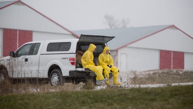 In this Jan. 17. 2016, photo, workers wearing contamination suits are driven to turkey houses on a farm along North Hickory Grove Road in Dubois, Ind.