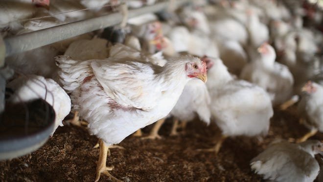To encourage poultry operations to meet the new goals, the U.S. Department of Agriculture said it would post each company's performance online. The department also would change its procedures, testing each plant about once a week instead of 52 days in a row.