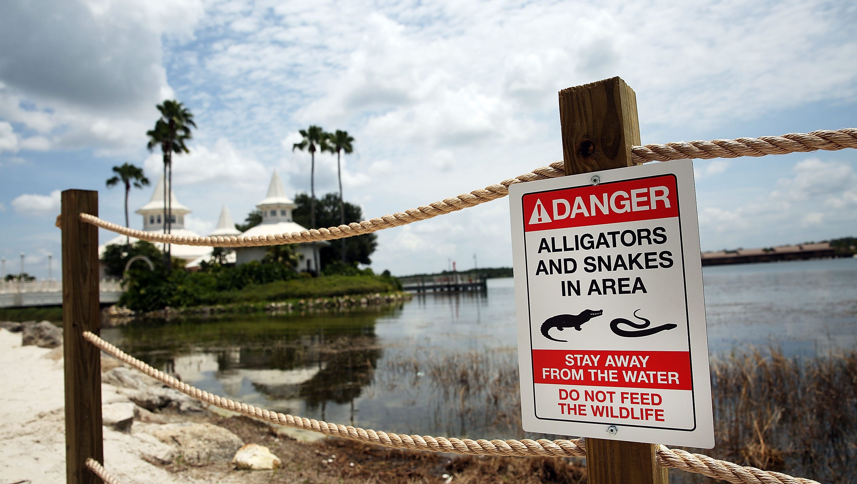 Alligator That Killed Tot At Disney May Have Lost Fear Of Humans