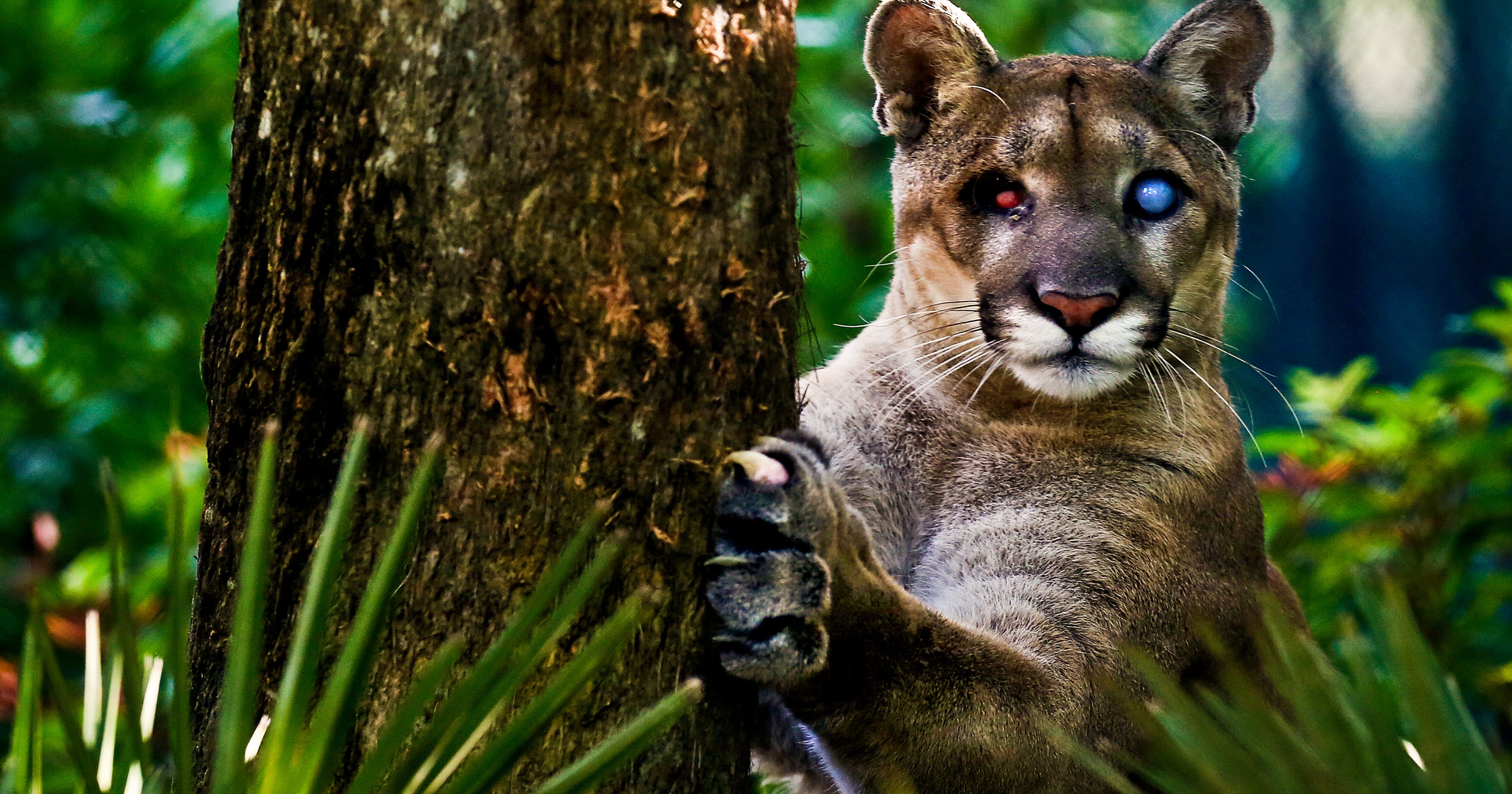 Beloved Florida panther, Uno, died Sunday at Naples Zoo