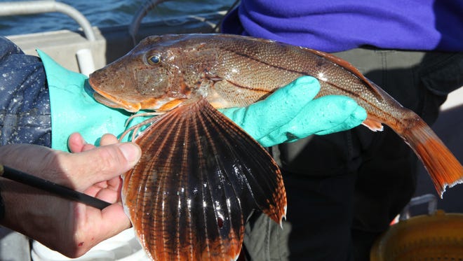 A striped sea robin netted from Long Island Sound.  Long-term research there has shown an increase in fish species more tolerant to warmer water.