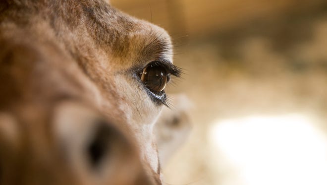 April, a female giraffe at Animal Adventure Park, gave birth to a calf, Tajiri, on April 15.