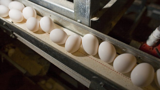 Eggs roll through the laying house at Hickman's, the largest egg producer in Arizona.