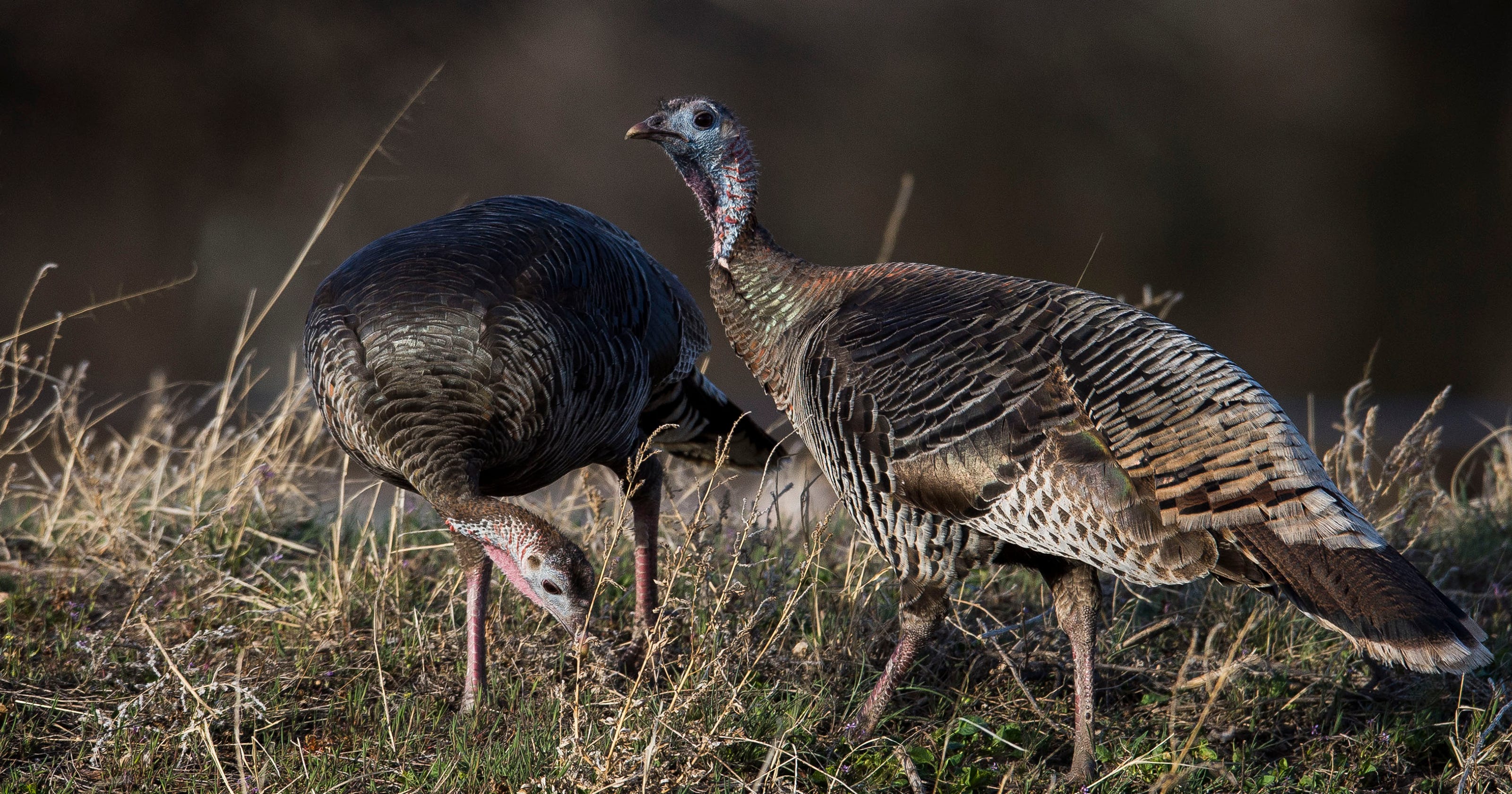 Wild turkey viewing in Northern Colorado