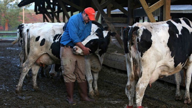 In this May 9, 2018 photo, Bryan Matthews tends to his cows at his farm in Callaway, Va. Despite stubbornly low milk prices forcing some dairy farmers to pinch pennies just to scrape by and others to call it quits and sell off their cattle, Bryan Matthews tries to remain optimistic. Across the country, dairy farmers are struggling to make ends meet. The main culprit: a prolonged period of low milk prices.
