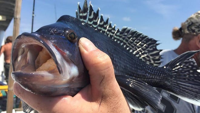 A black sea bass, pictured,  is a popular species for Jersey Shore anglers.