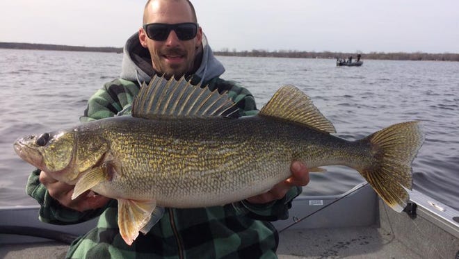 A huge walleye caught and released on the Bay of Green Bay