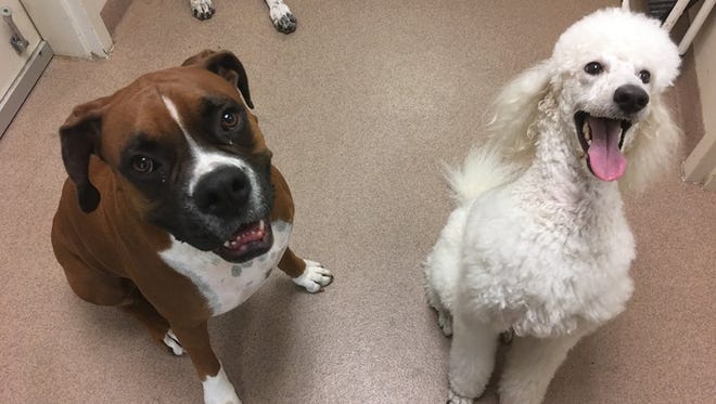 A pair of boarders at Martin Downs Animal Hospital smile for the camera.