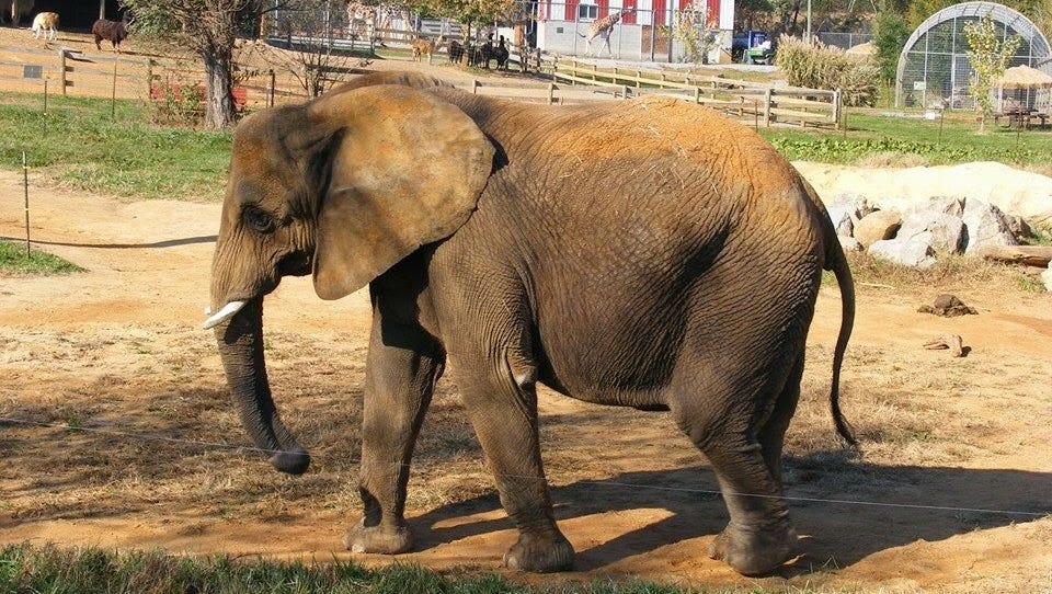 Animal Defense Partnership Calls For Better Elephant Conditions At Natural Bridge Zoo