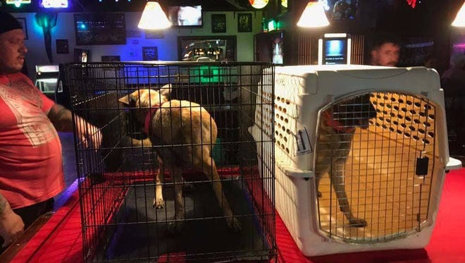 Rescue dogs waited out the storm on pool tables at Rack'em Billiards.