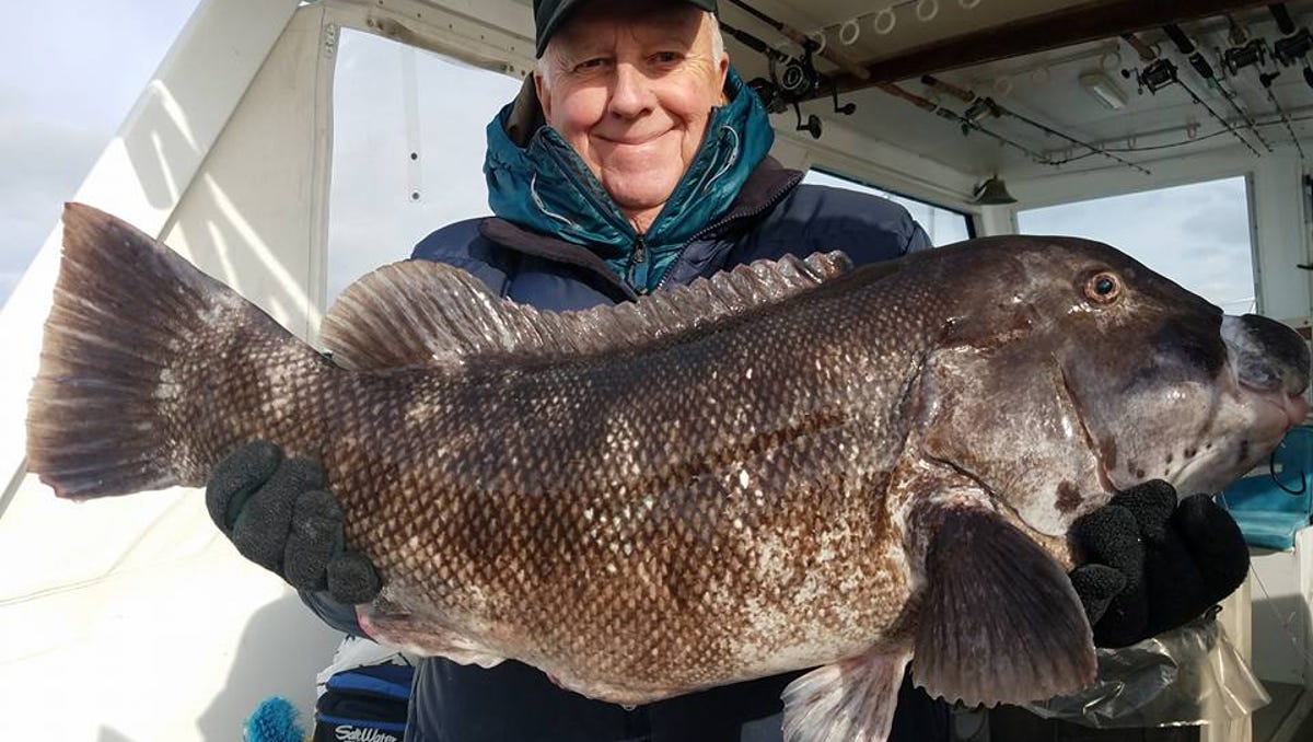 Blackfish catches at the Jersey Shore