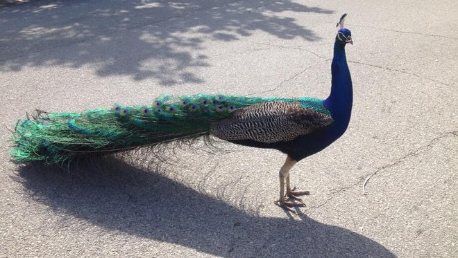Bdb There Are Wild Peacocks In Cape Canaveral