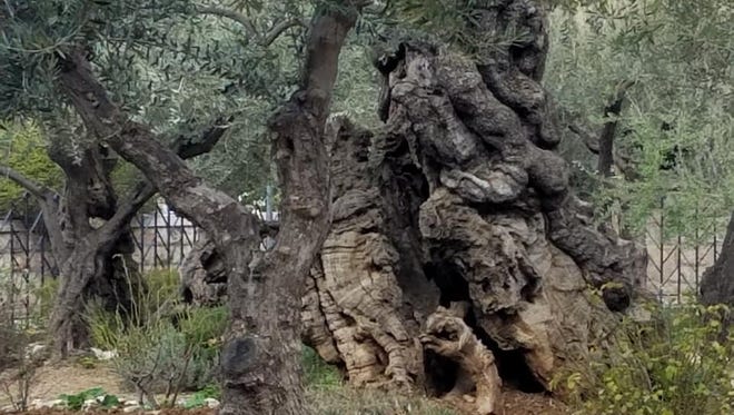A 2,000-year-old olive tree in the Garden of Gethsemane.