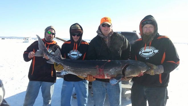 Scott Dowen and Jake Smiley speared this 73 inch, 111.3 lbs. sturgeon on February 10, 2014.