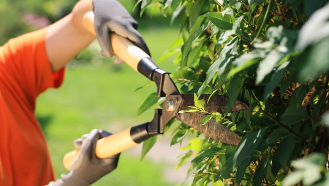 Pruning actually increases the amount of growth to any plant.