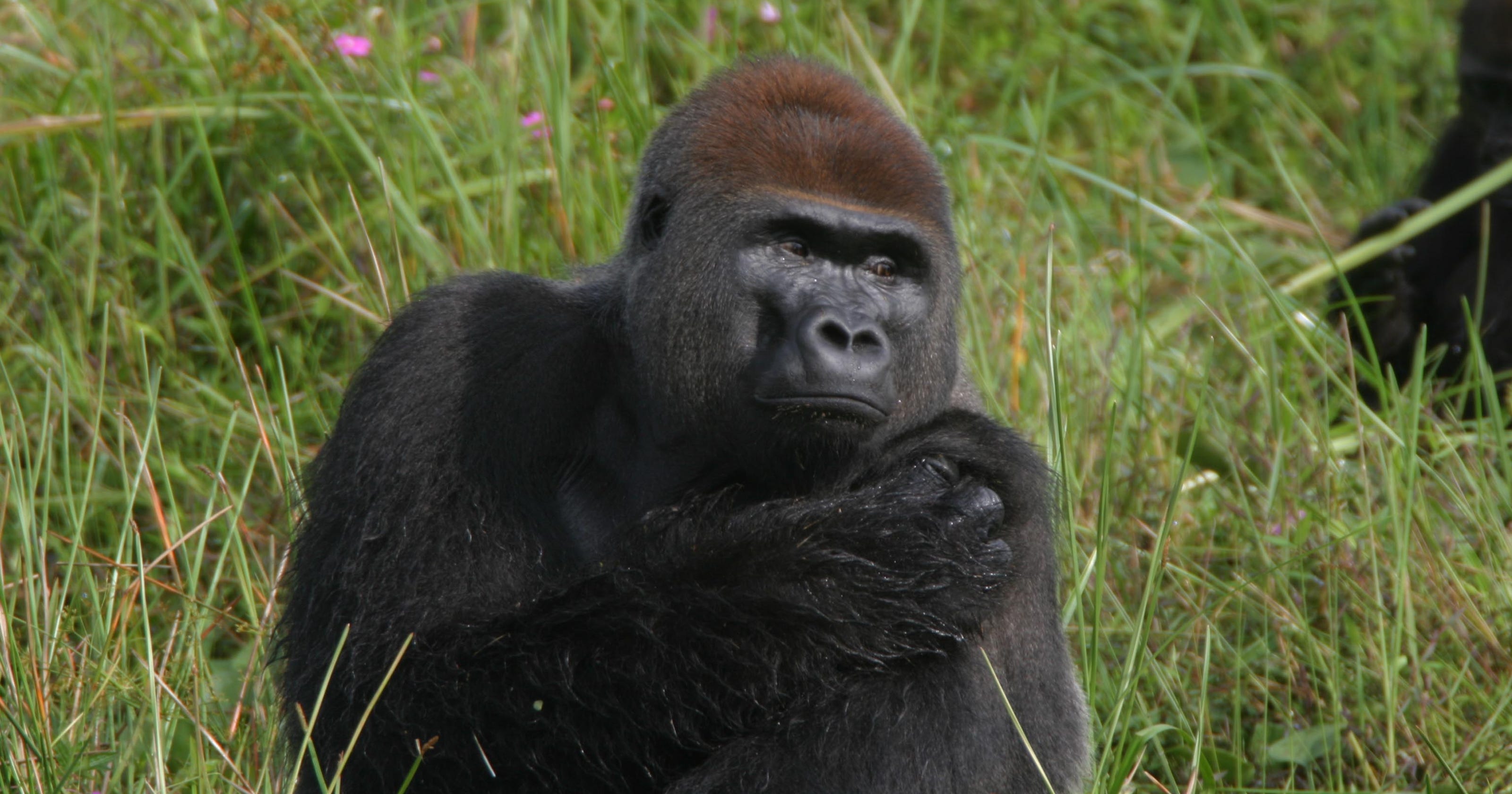 Gorillas more plentiful in Africa than thought, but population dropping