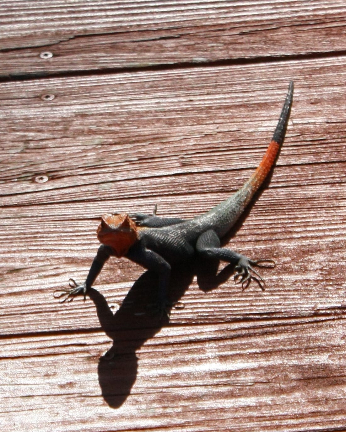 multi colored lizard