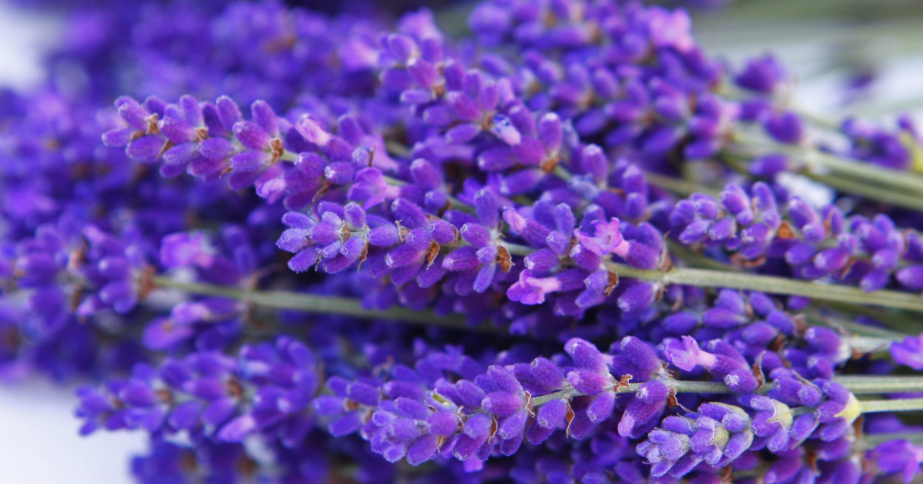 Lavender Varieties