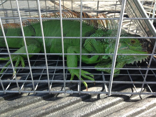 Floridas Least Wanted 10 Invasive Animal Species That Are