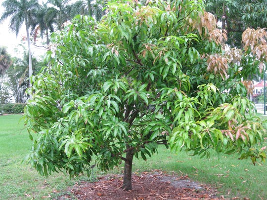 Growing mangoes in Southwest Florida