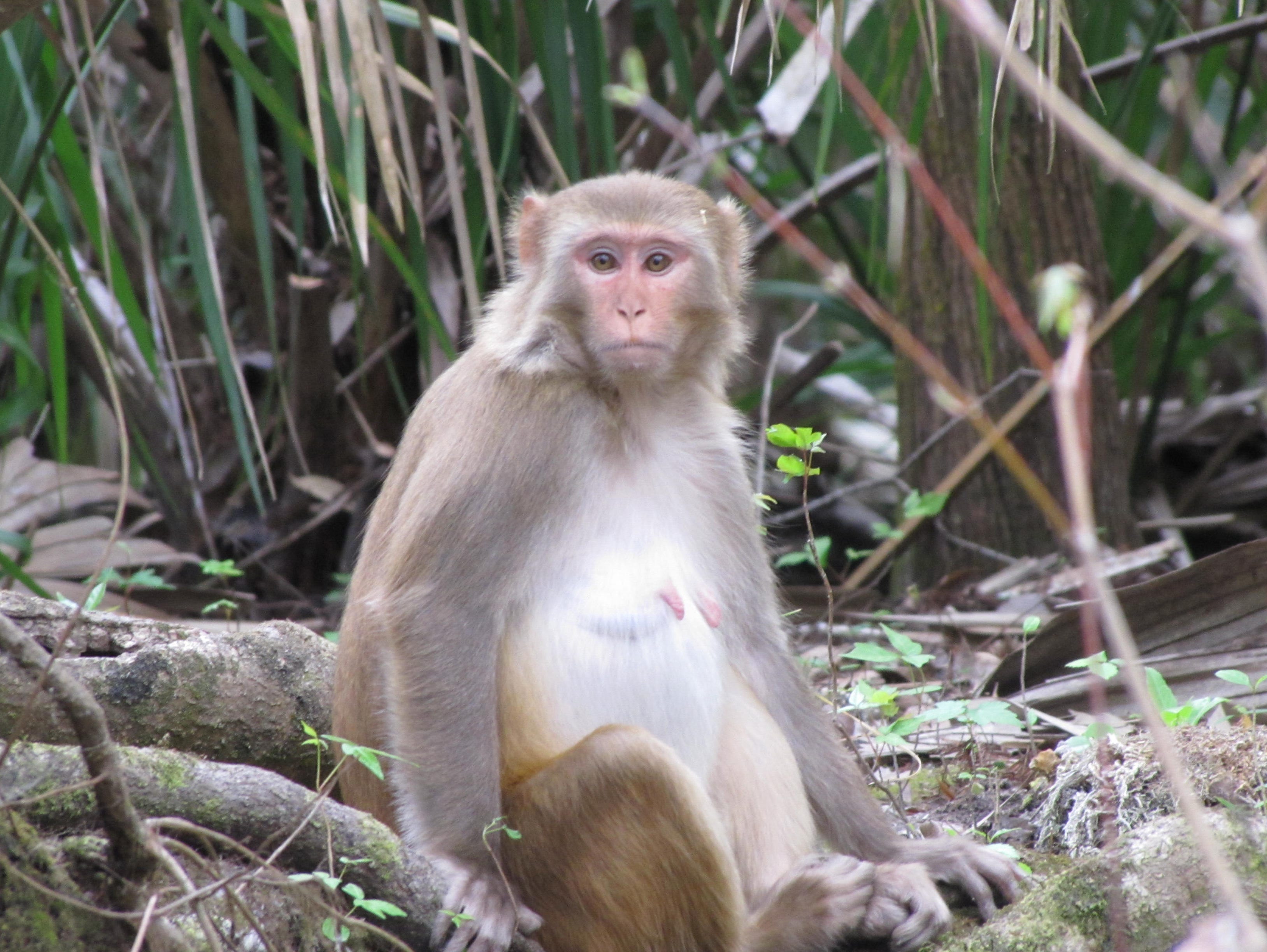 Native to Asia, Rhesus macacque monkeys were brought to Central Florida in the 1930s to draw tourists to the area. Bands of them are now roaming Central Florida.