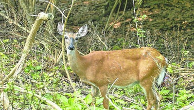 Opinion: Humane alternative needed for urban deer population