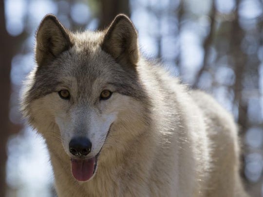 answer man wolf dog