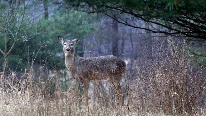 Deer have become a nuisance in Delafield, and the city is looking at how to control the population. This deer paused during a rainy day in Lapham Peak State Park.