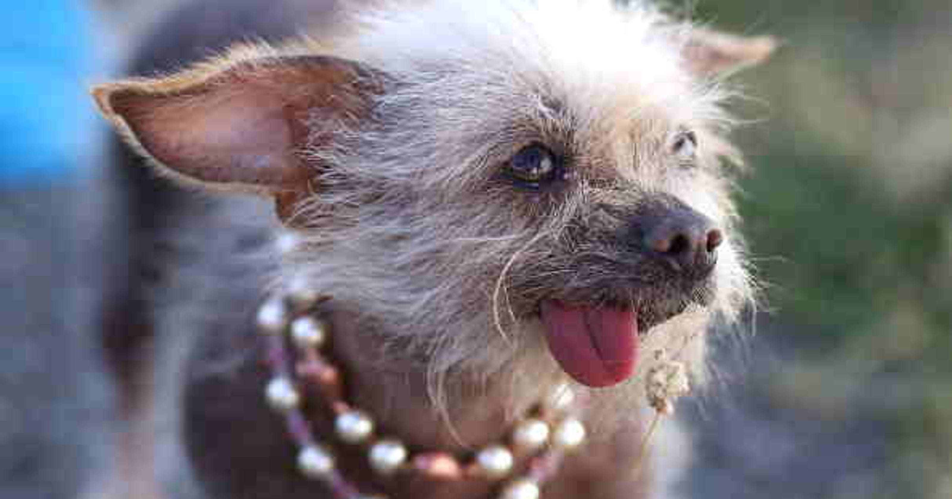 ugly dog teddy