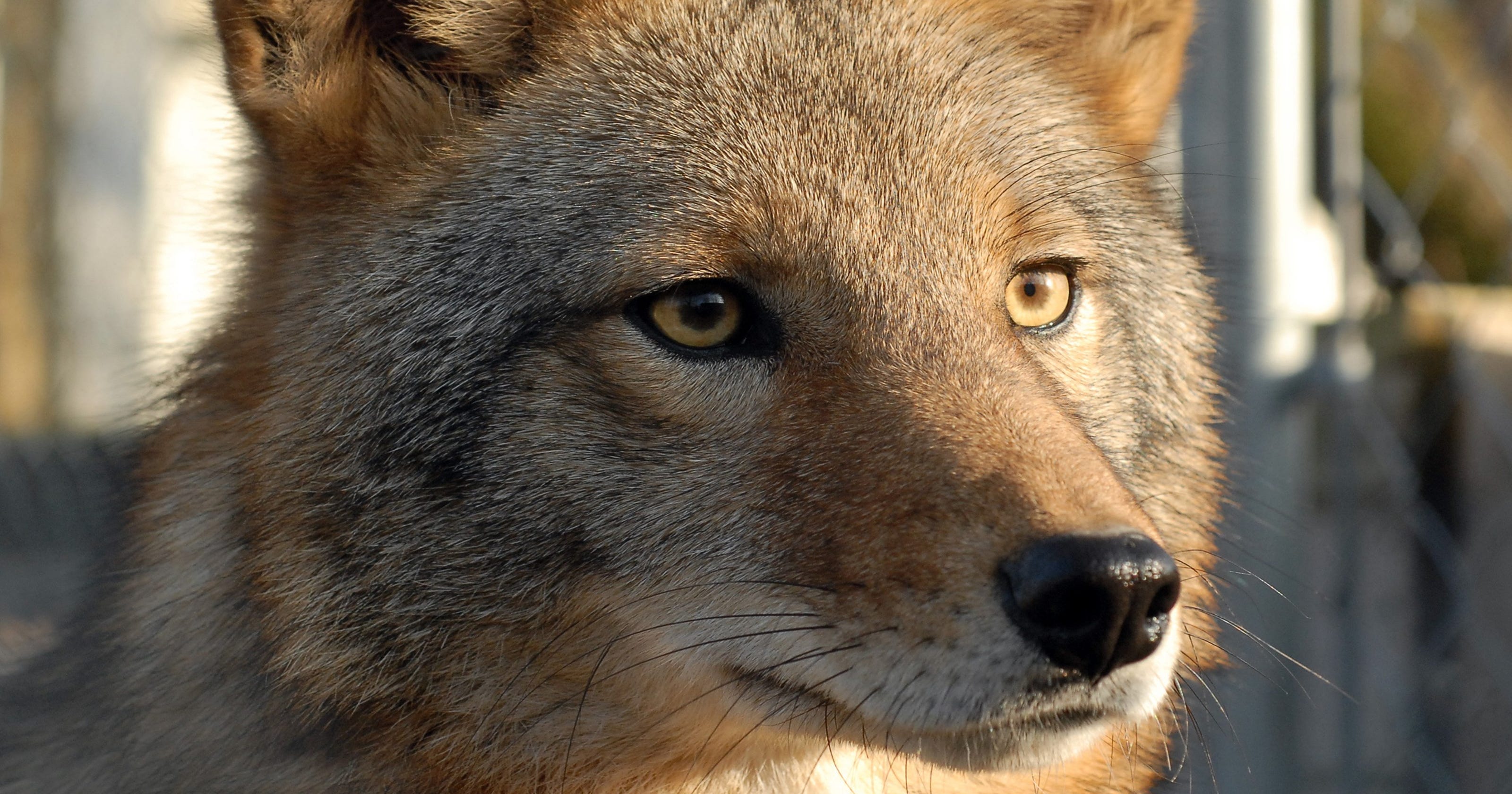 Man fatally shoots self while hunting coyotes