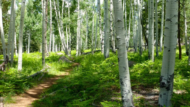 Aspens grow in thick clusters, often with hundreds or even thousands of trees joined underground by a single root network.