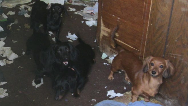 Roseville police removed 14 Dachshunds from a house Thursday on a complaint of animal cruelty