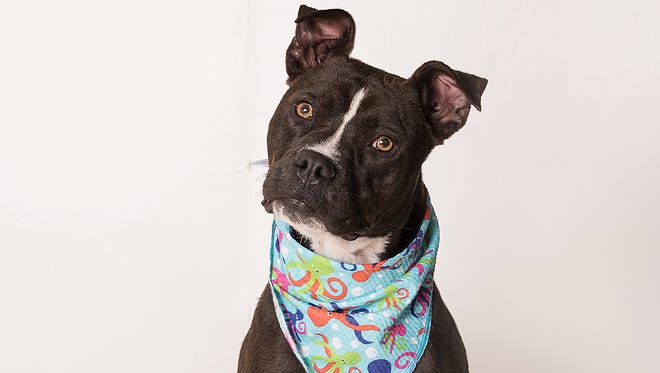 Jasmine is available for adoption at the Ventura County Animal Services' Simi Valley shelter.